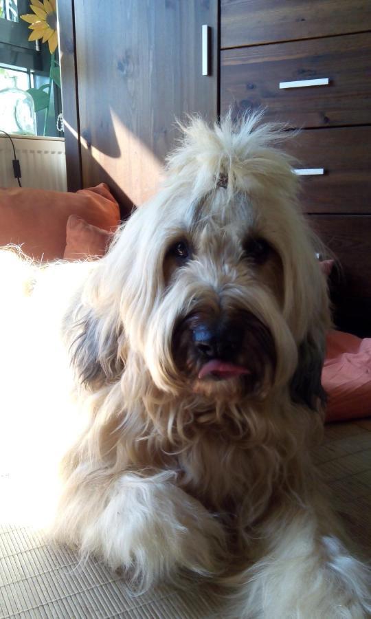 Ferienappartement Potthoff 2 -Hund Willkommen- ألتيناو المظهر الخارجي الصورة